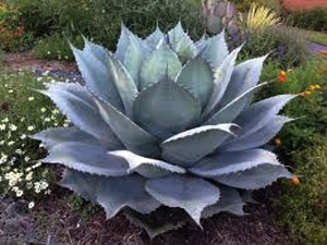 Vivers Càrex - Agave ovatifolia